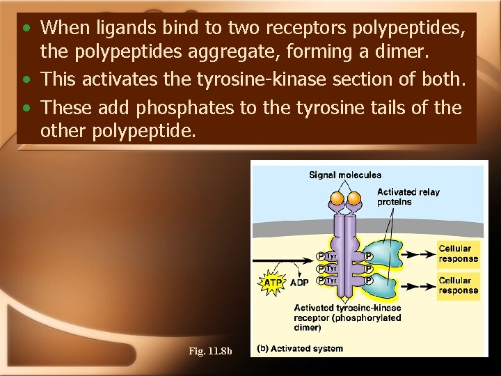  • When ligands bind to two receptors polypeptides, the polypeptides aggregate, forming a