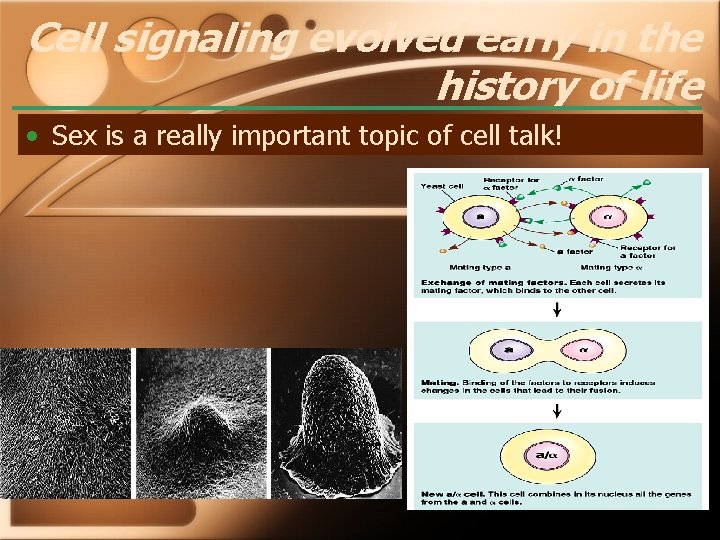 Cell signaling evolved early in the history of life • Sex is a really