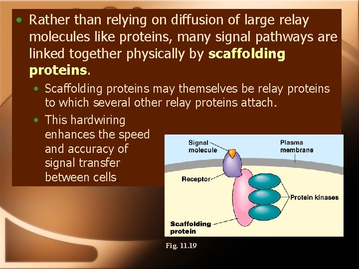  • Rather than relying on diffusion of large relay molecules like proteins, many