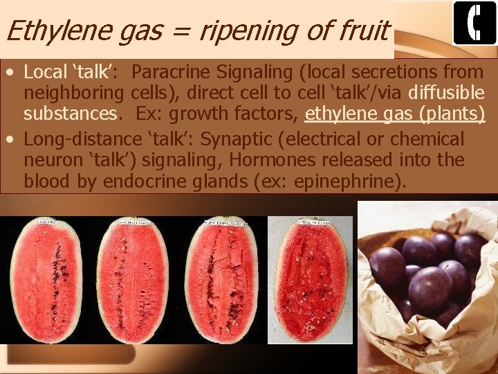Ethylene gas = ripening of fruit • Local ‘talk’: Paracrine Signaling (local secretions from