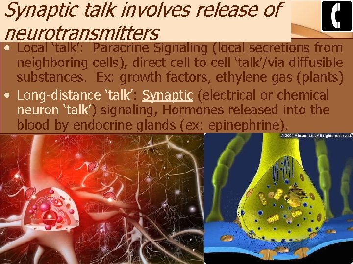 Synaptic talk involves release of neurotransmitters • Local ‘talk’: Paracrine Signaling (local secretions from