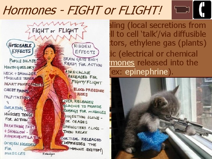 Hormones - FIGHT or FLIGHT! • Local ‘talk’: Paracrine Signaling (local secretions from neighboring