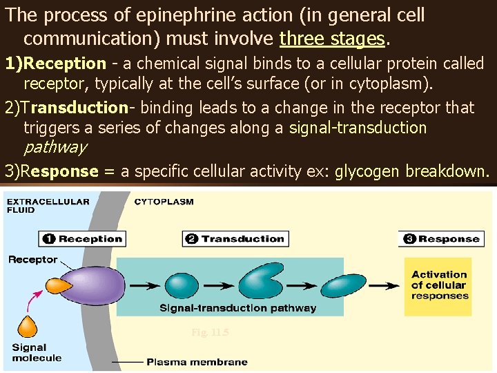 The process of epinephrine action (in general cell communication) must involve three stages. 1)Reception