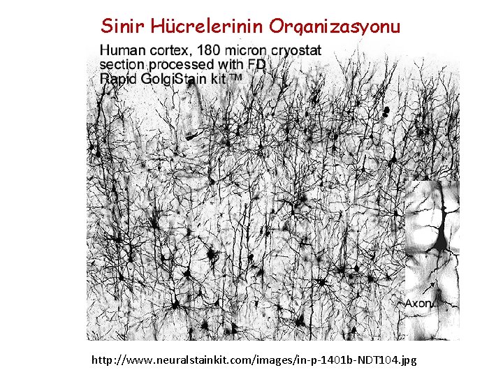 Sinir Hücrelerinin Organizasyonu http: //www. neuralstainkit. com/images/in-p-1401 b-NDT 104. jpg 