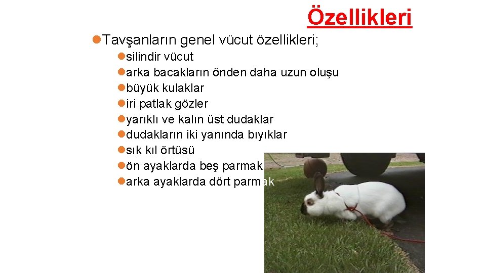 Özellikleri Tavşanların genel vücut özellikleri; silindir vücut arka bacakların önden daha uzun oluşu büyük