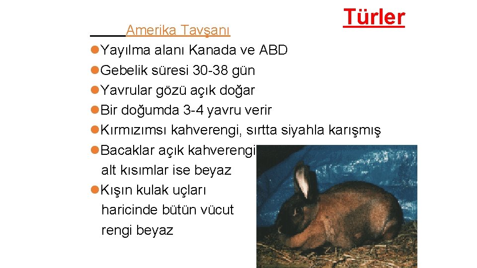 Türler Amerika Tavşanı Yayılma alanı Kanada ve ABD Gebelik süresi 30 -38 gün Yavrular