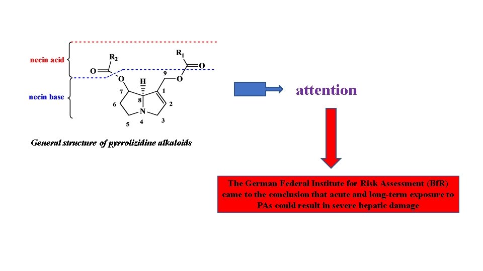attention General structure of pyrrolizidine alkaloids The German Federal Institute for Risk Assessment (Bf.