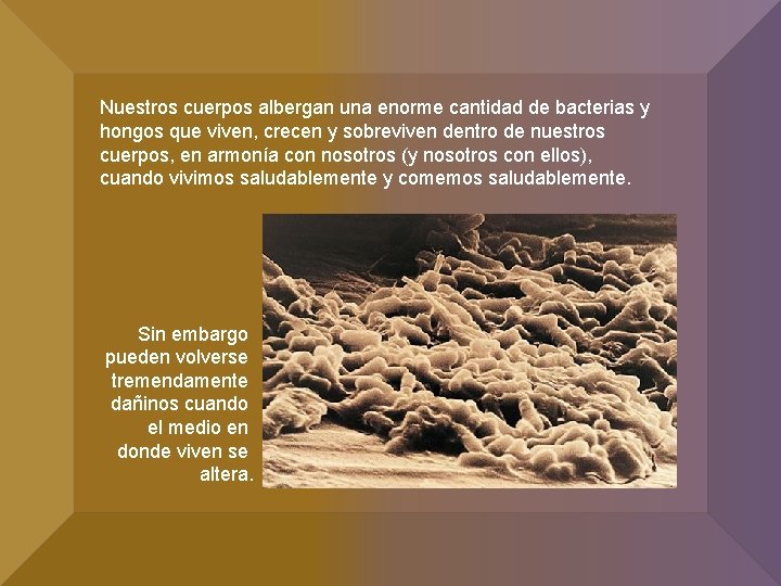 Nuestros cuerpos albergan una enorme cantidad de bacterias y hongos que viven, crecen y