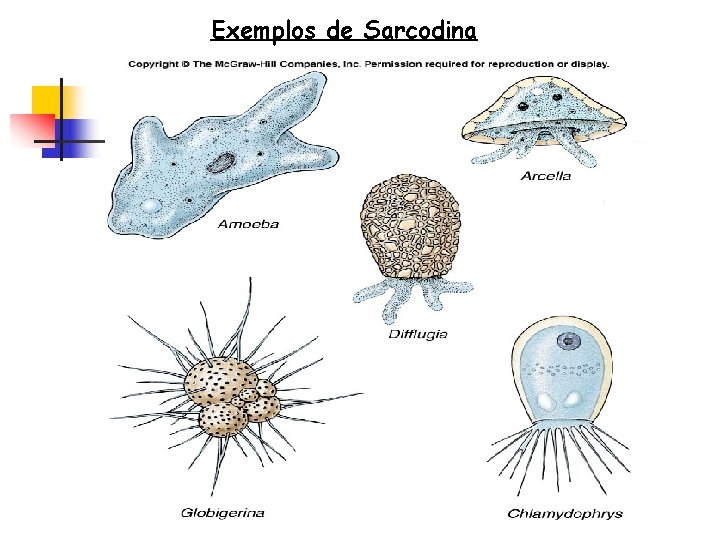 Exemplos de Sarcodina 