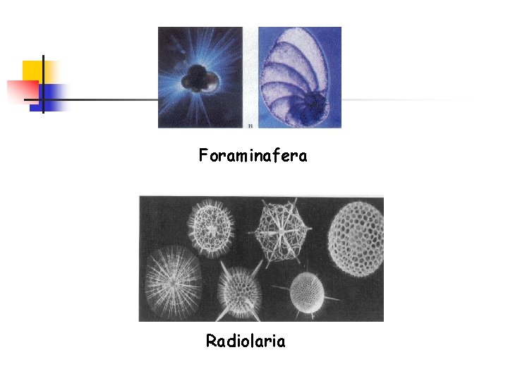 Foraminafera Radiolaria 