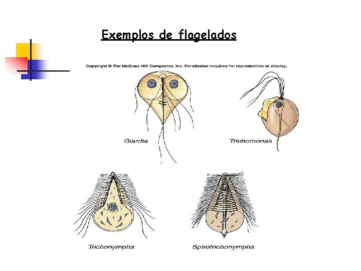 Exemplos de flagelados 