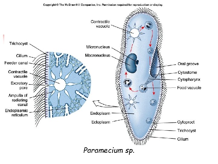 Paramecium sp. 