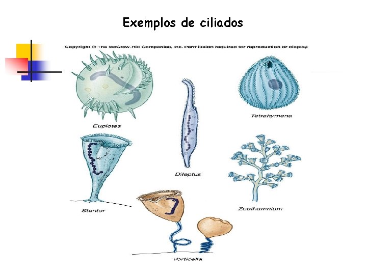 Exemplos de ciliados 