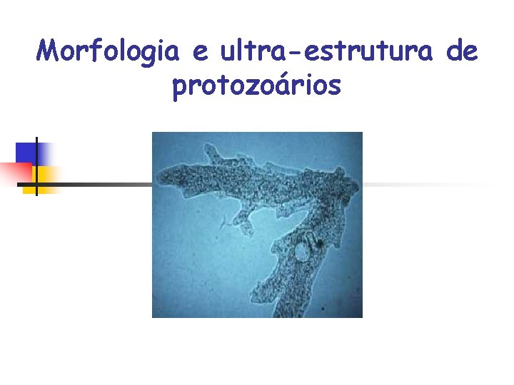 Morfologia e ultra-estrutura de protozoários 