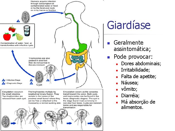 Giardíase n n Geralmente assintomática; Pode provocar: n n n n Dores abdominais; Irritabilidade;