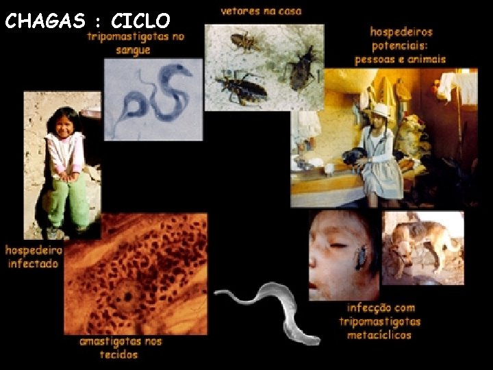 CHAGAS : CICLO 