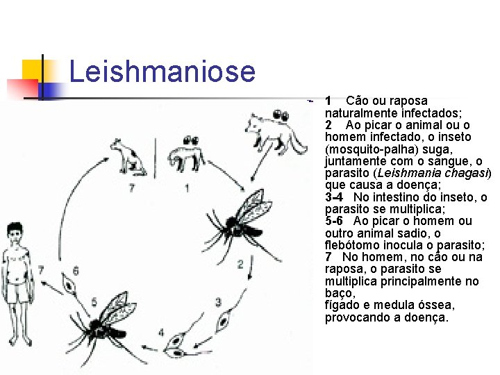 Leishmaniose n 1 Cão ou raposa naturalmente infectados; 2 Ao picar o animal ou