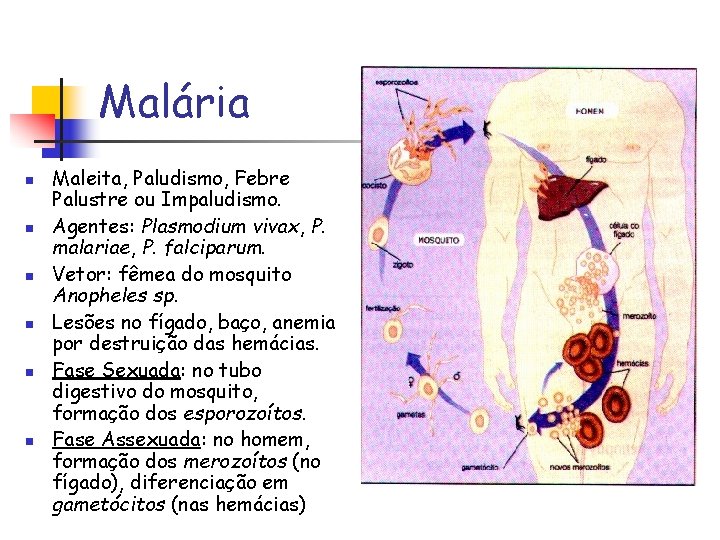 Malária n n n Maleita, Paludismo, Febre Palustre ou Impaludismo. Agentes: Plasmodium vivax, P.