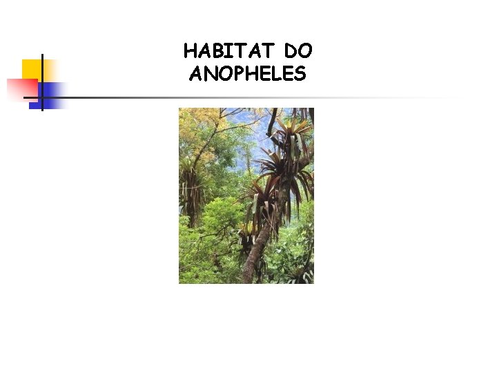 HABITAT DO ANOPHELES 