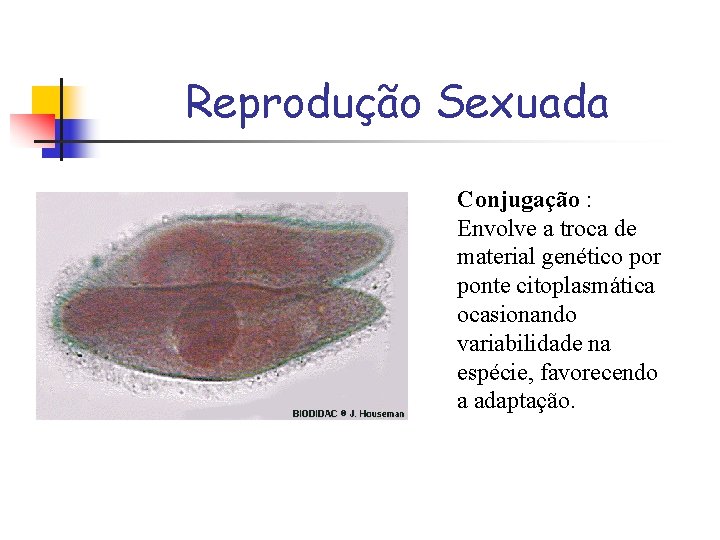 Reprodução Sexuada Conjugação : Envolve a troca de material genético por ponte citoplasmática ocasionando