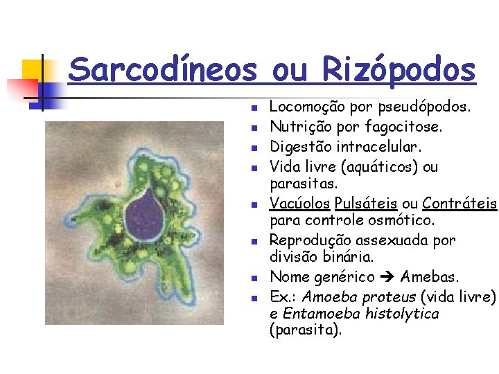 Sarcodíneos ou Rizópodos n n n n Locomoção por pseudópodos. Nutrição por fagocitose. Digestão