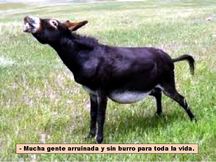 - Mucha gente arruinada y sin burro para toda la vida. 