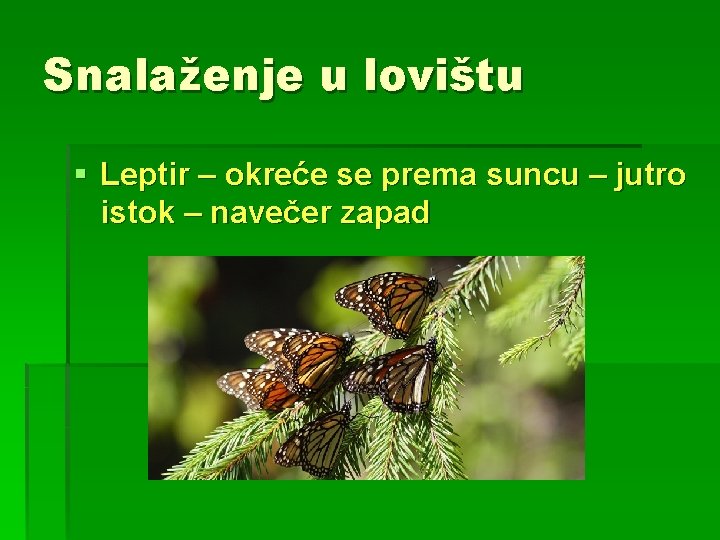 Snalaženje u lovištu § Leptir – okreće se prema suncu – jutro istok –