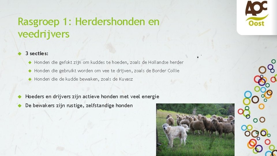 Rasgroep 1: Herdershonden en veedrijvers 3 secties: Honden die gefokt zijn om kuddes te