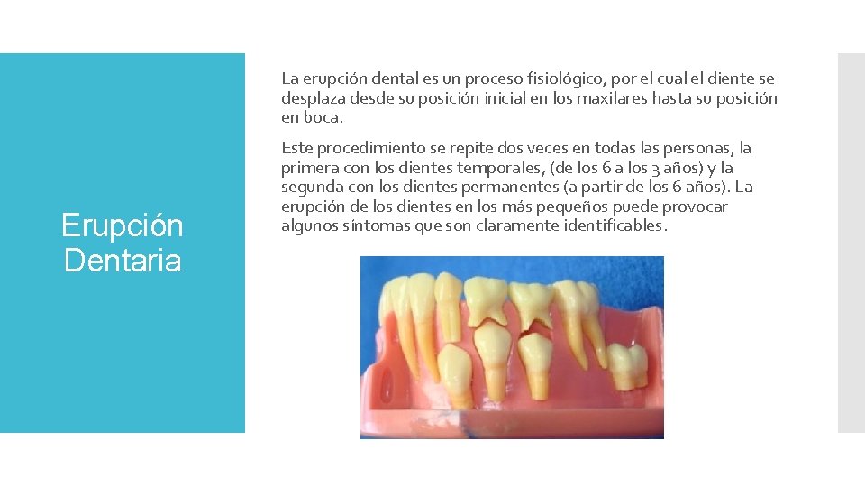 La erupción dental es un proceso fisiológico, por el cual el diente se desplaza