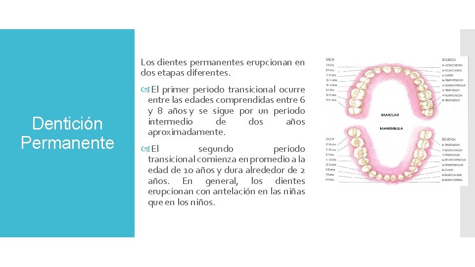 Los dientes permanentes erupcionan en dos etapas diferentes. Dentición Permanente El primer período transicional