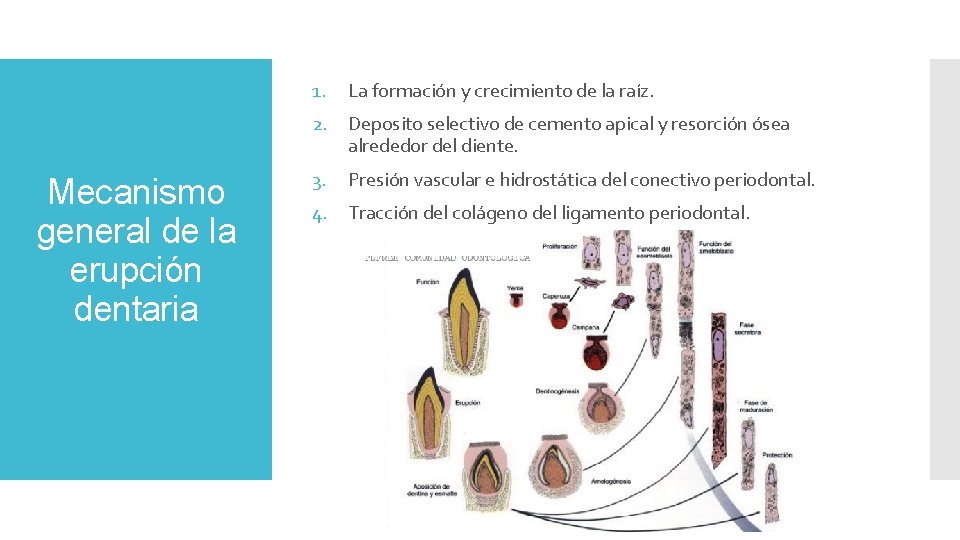 1. La formación y crecimiento de la raíz. 2. Deposito selectivo de cemento apical