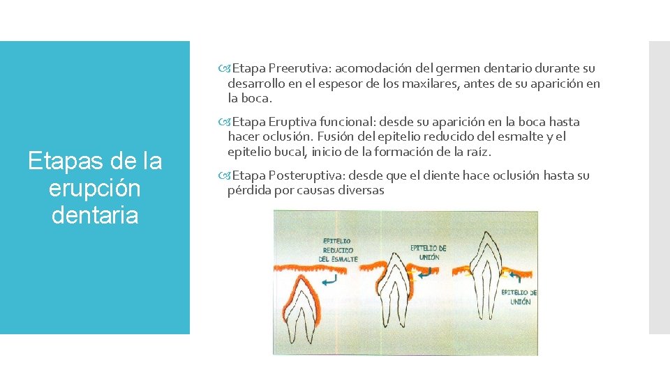  Etapa Preerutiva: acomodación del germen dentario durante su desarrollo en el espesor de