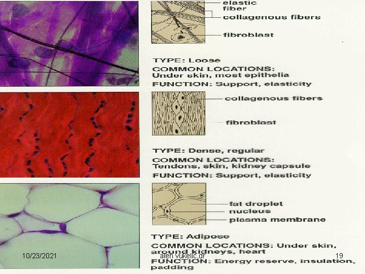10/23/2021 alen vukelić, dr 19 