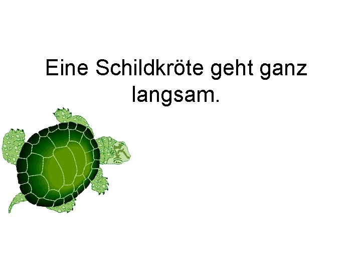 Eine Schildkröte geht ganz langsam. 