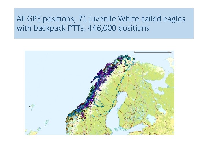 All GPS positions, 71 juvenile White-tailed eagles with backpack PTTs, 446, 000 positions 