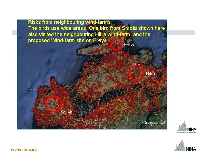 Risks from neighbouring wind-farms The birds use wide areas. One bird from Smøla shown