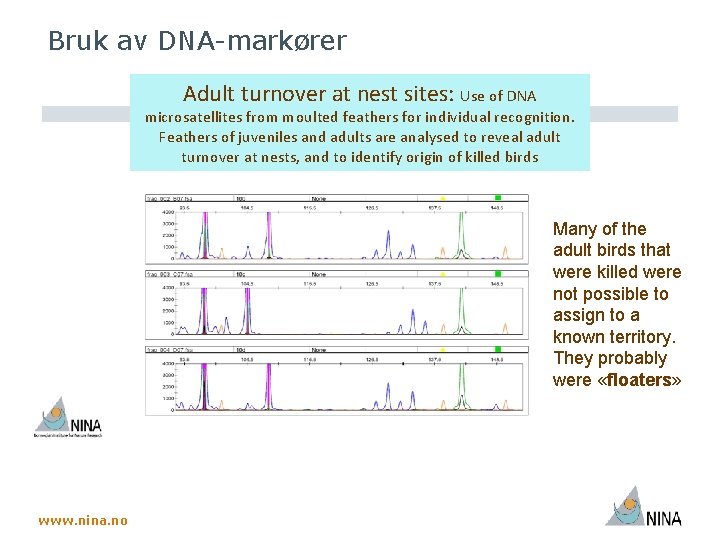 Bruk av DNA-markører Adult turnover at nest sites: Use of DNA microsatellites from moulted