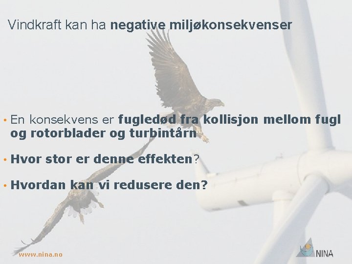 Vindkraft kan ha negative miljøkonsekvenser • En konsekvens er fugledød fra kollisjon mellom fugl
