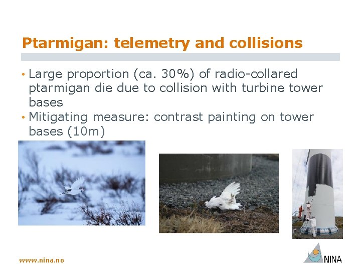 Ptarmigan: telemetry and collisions • Large proportion (ca. 30%) of radio-collared ptarmigan die due