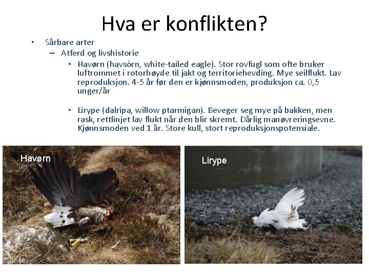  • Hva er konflikten? Sårbare arter – Atferd og livshistorie • Havørn (havsörn,