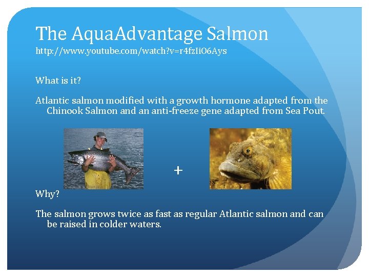 The Aqua. Advantage Salmon http: //www. youtube. com/watch? v=r 4 fz. Ii. O 6