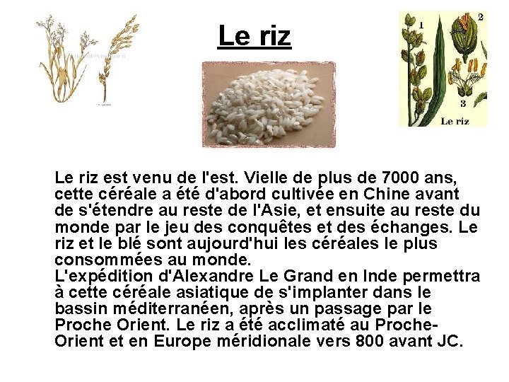 Le riz est venu de l'est. Vielle de plus de 7000 ans, cette céréale