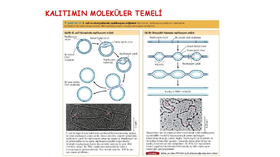 KALITIMIN MOLEKÜLER TEMELİ 