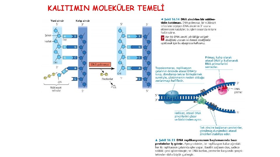 KALITIMIN MOLEKÜLER TEMELİ 