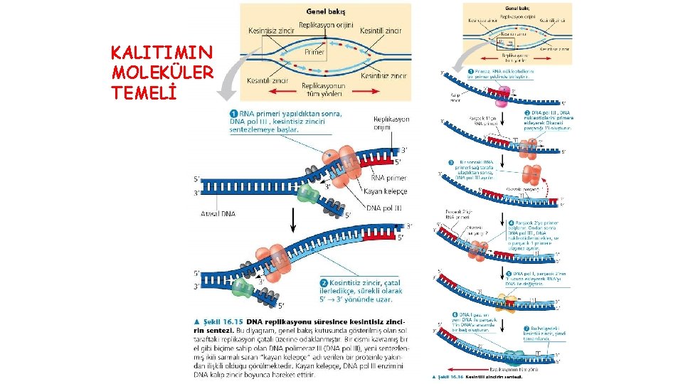 KALITIMIN MOLEKÜLER TEMELİ 