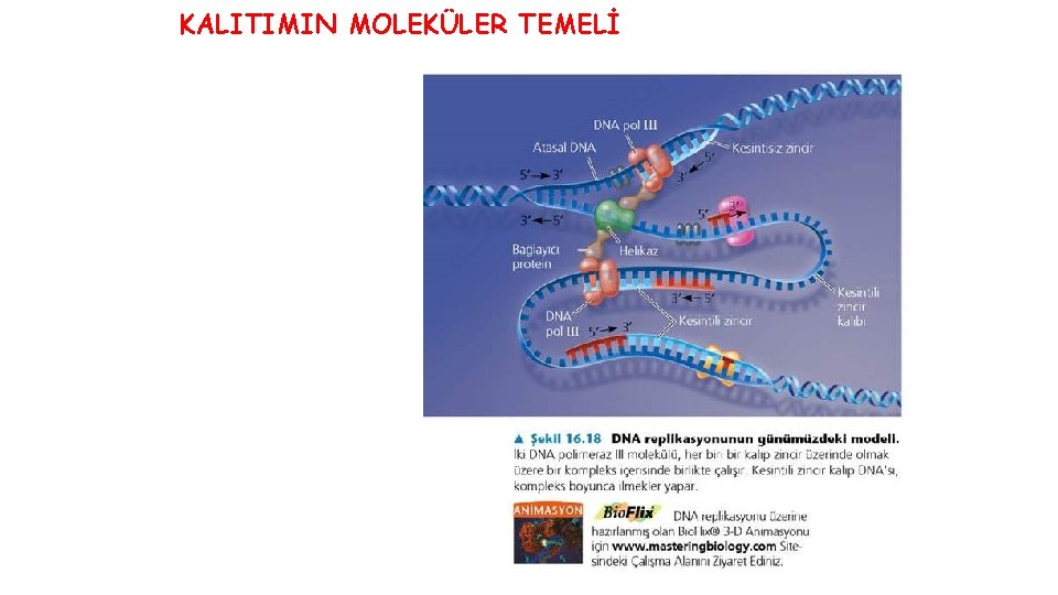 KALITIMIN MOLEKÜLER TEMELİ 