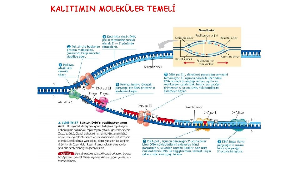 KALITIMIN MOLEKÜLER TEMELİ 