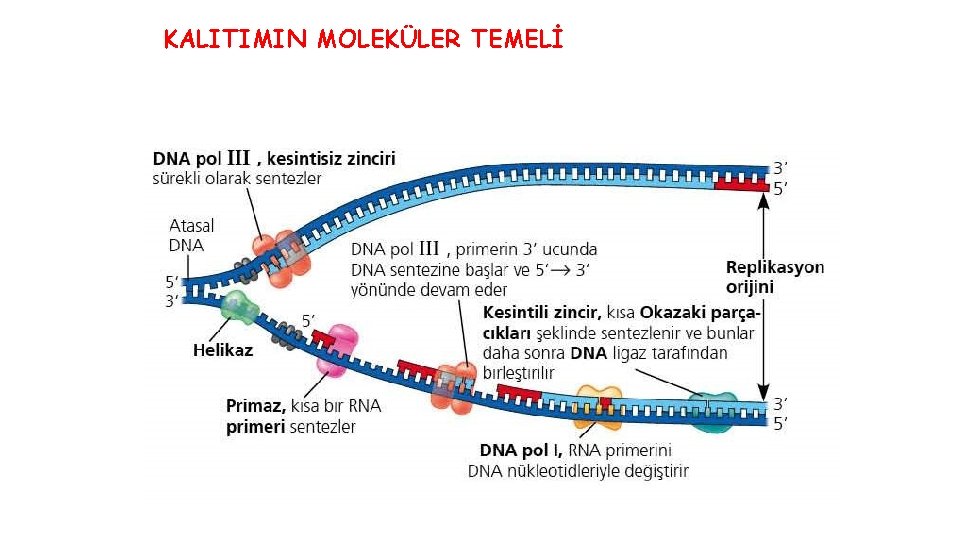 KALITIMIN MOLEKÜLER TEMELİ 