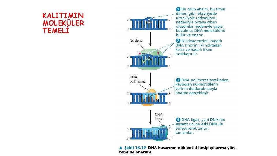 KALITIMIN MOLEKÜLER TEMELİ 