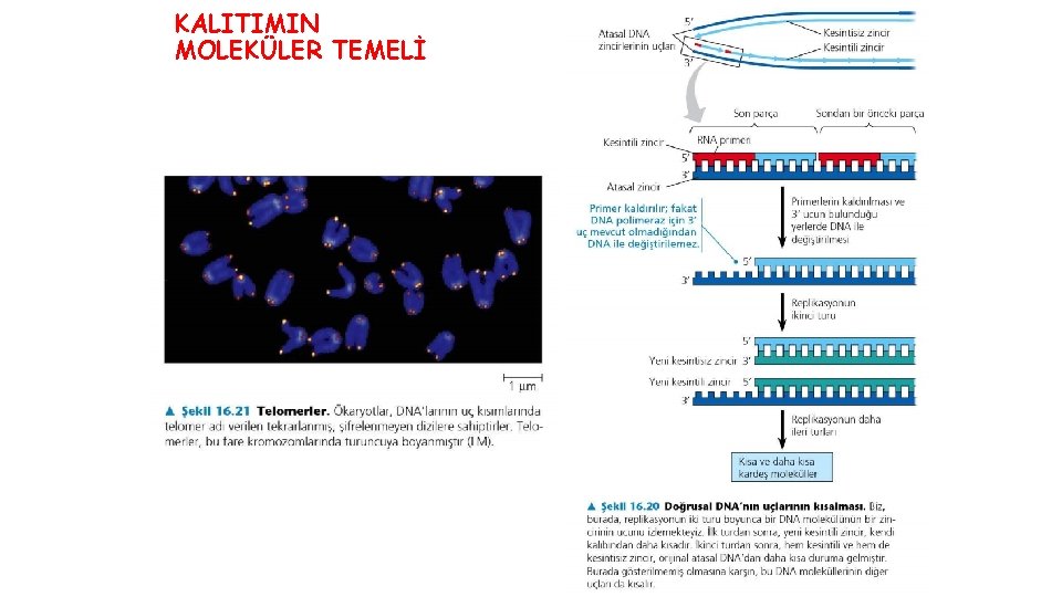 KALITIMIN MOLEKÜLER TEMELİ 